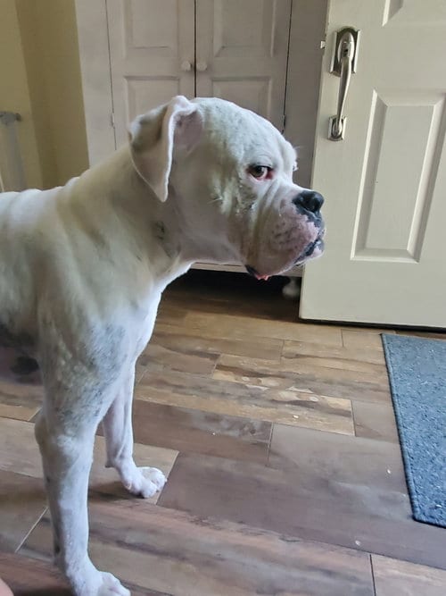 Photo of Hewitt, adoptable Boxer in Katy, Texas