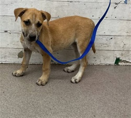 Photo of Zuri, adoptable Australian Cattle Dog/Blue Heeler in San Bernardino, California