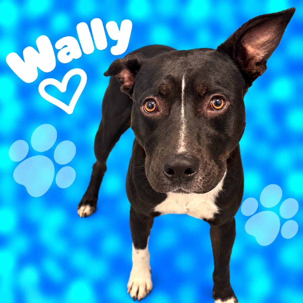 Photo of Wally, adoptable dog