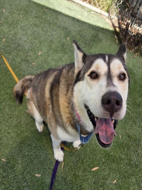 Photo of Penny Lane, adoptable Siberian Husky in Los Angeles, California