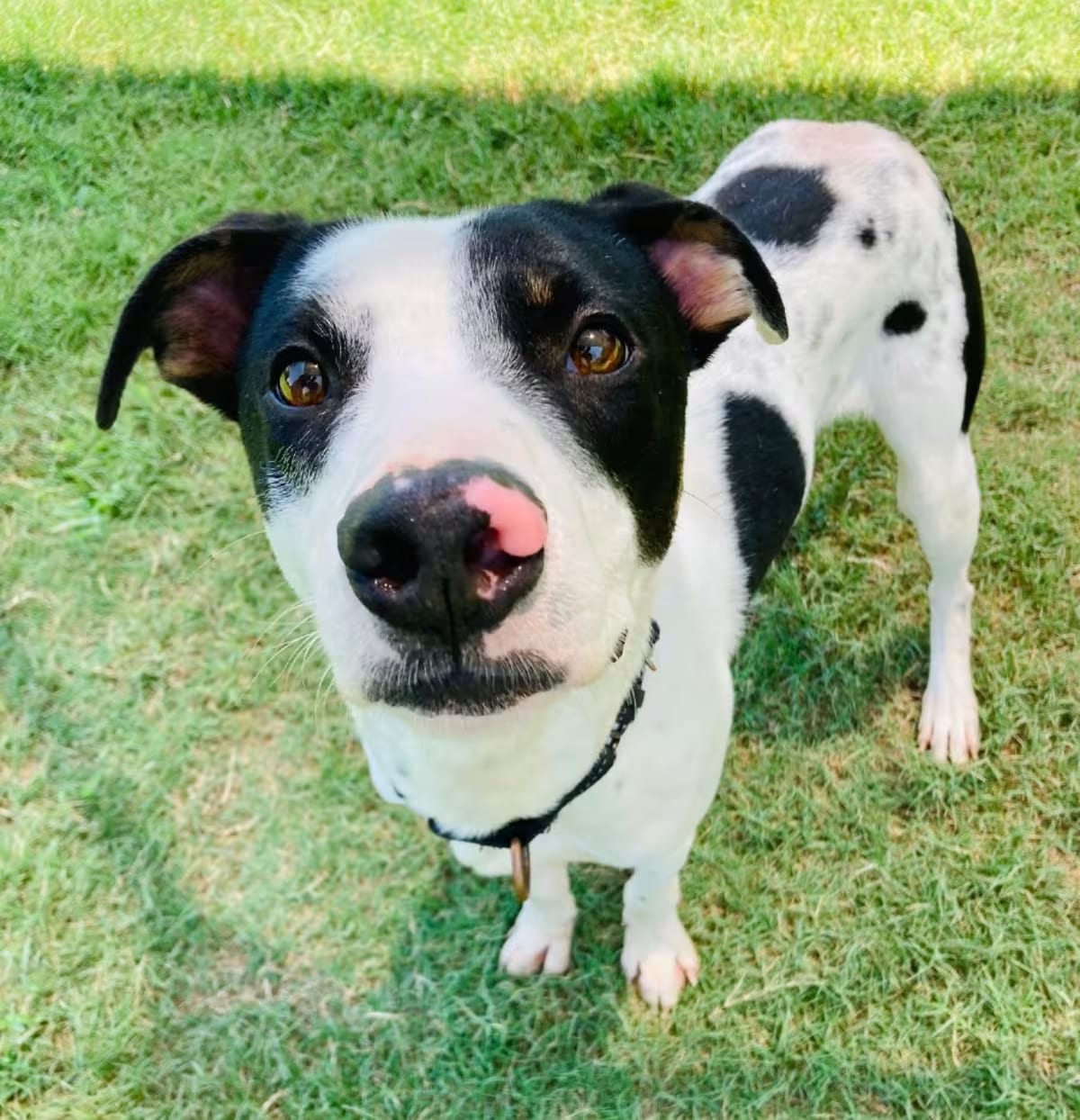 Photo of Jack Skellington, adoptable Dalmatian/Mixed Breed (Medium) in Cabot, Arkansas