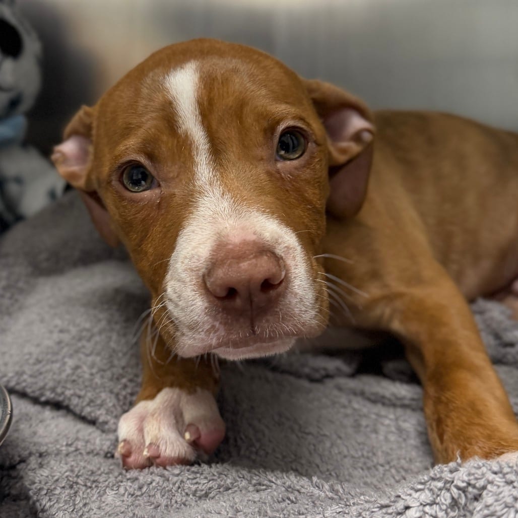 Photo of Koda, adoptable Mixed Breed (Small) in West Chester, Pennsylvania