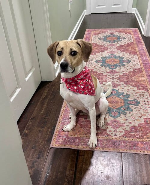 Photo of Sheba, adoptable Beagle in Willingboro, New Jersey