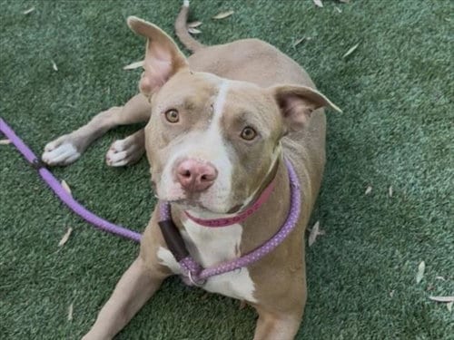 Photo of Apple Pie, adoptable Pit Bull Terrier in Los Angeles, California