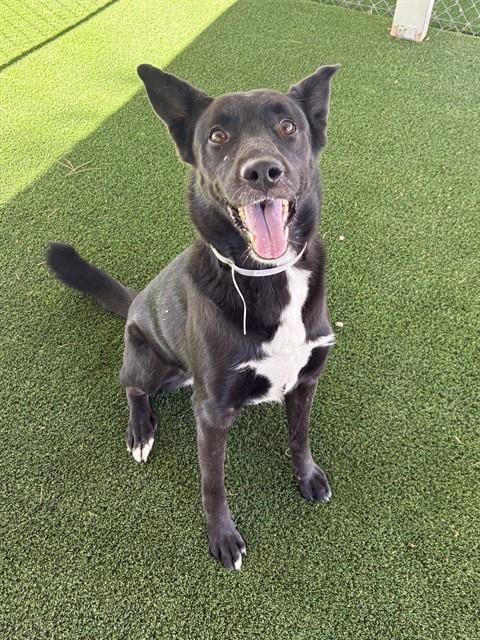 Photo of Orchid, adoptable Australian Kelpie in Castaic, California