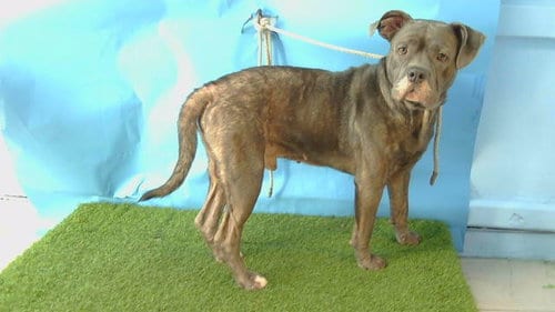 Photo of A5805008, adoptable Pit Bull Terrier in Gardena, California