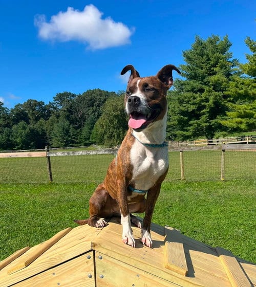 Photo of Lakota, adoptable Terrier in Unionville, Pennsylvania