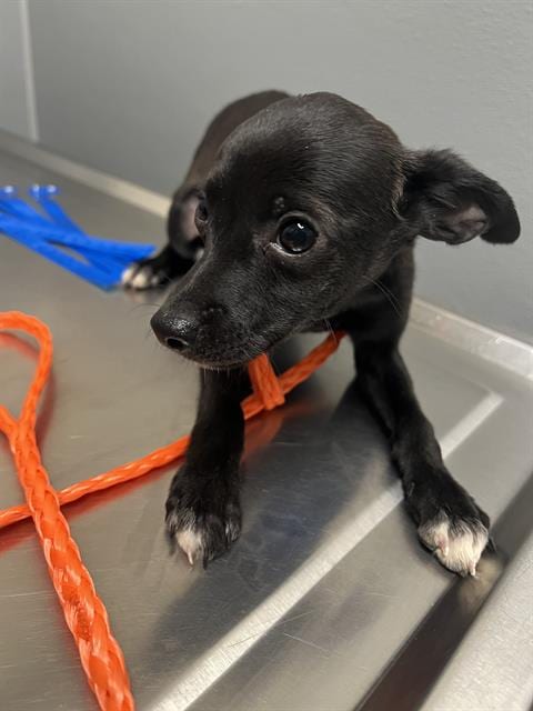 Photo of Pugsley Addams, adoptable Terrier in Las Vegas, Nevada