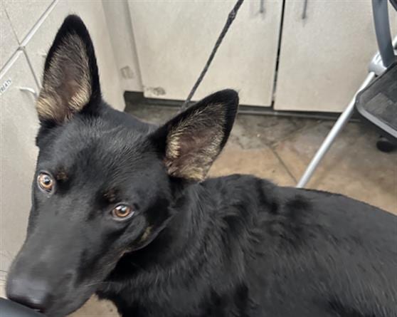 Photo of Toby, adoptable Mixed Breed