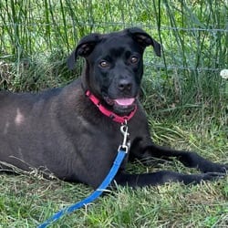 Photo of Claudia, adoptable Labrador Retriever Mixed Breed (Medium) in Frederick, Maryland