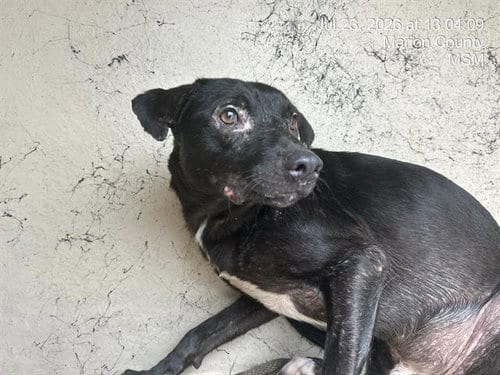 Photo of Nathan, adoptable Labrador Retriever in Ocala, Florida