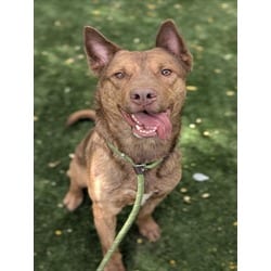 Photo of Chester, adoptable Australian Kelpie in Chatsworth, California