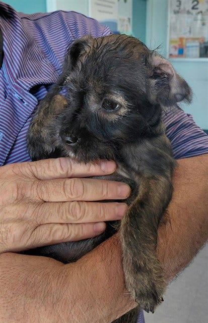Photo of Niki, adoptable Terrier in Baldwin Park, California