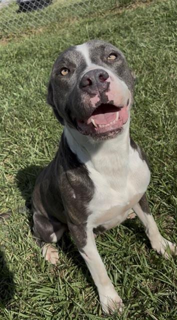Photo of Drusilla, adoptable American Bulldog in Rosenberg, Texas