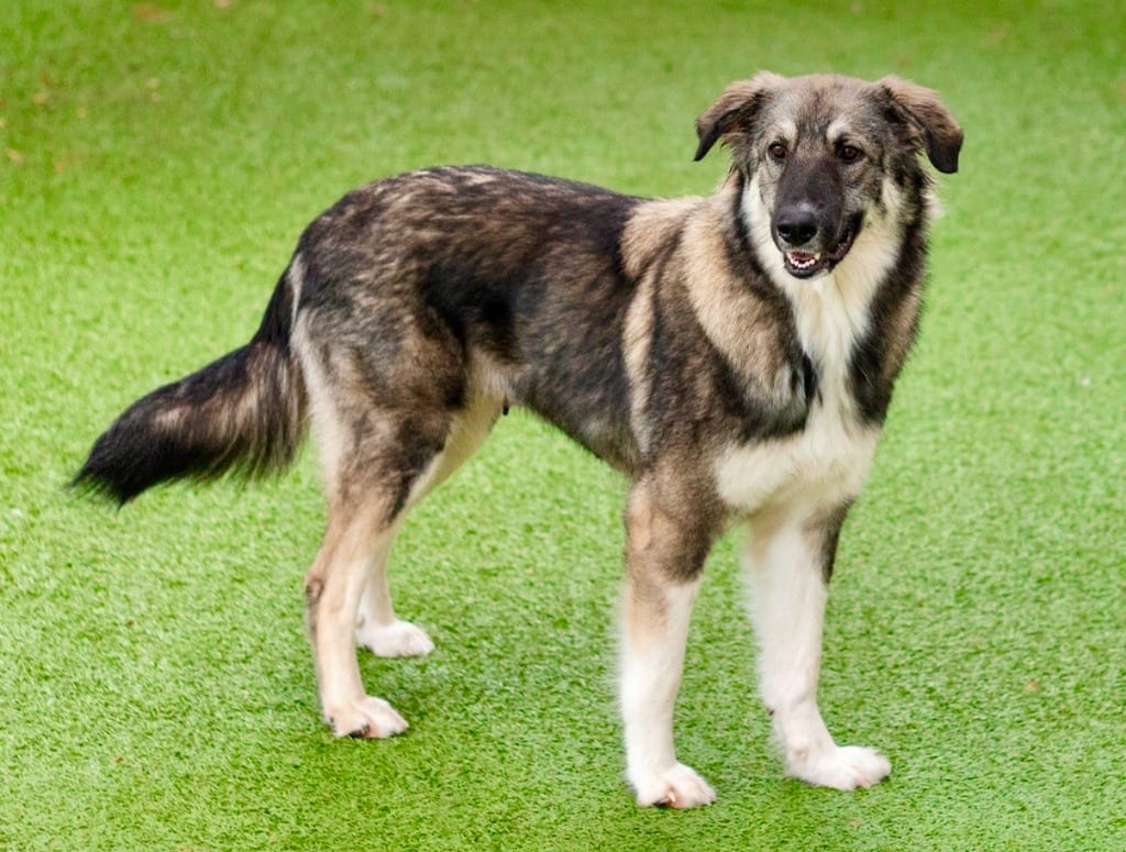 Photo of Pookah, adoptable Shepherd in Bloomfield, Connecticut