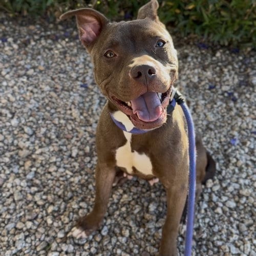 Photo of Smooch, adoptable American Pit Bull Terrier in Mesa, Arizona