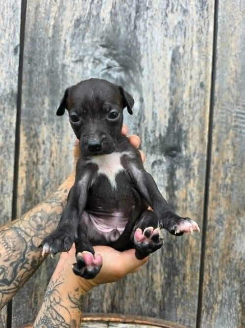 Photo of SR Puppy 15/21, adoptable American Pit Bull Terrier in Frankenmuth, Michigan