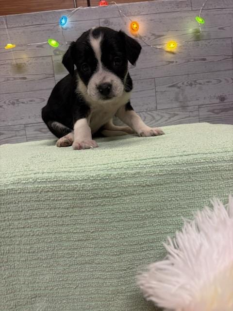 Photo of A614929, adoptable American Pit Bull Terrier in Modesto, California
