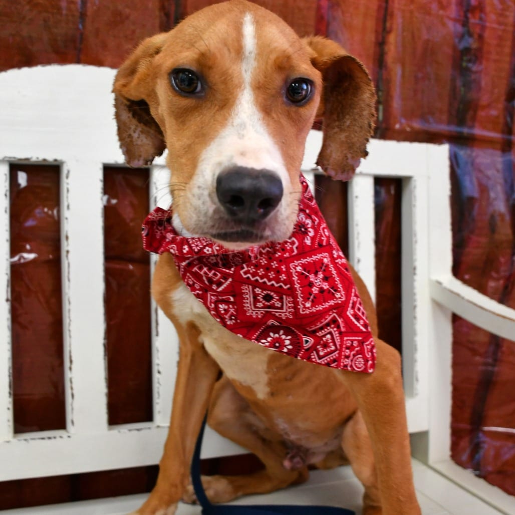 Photo of Felix, adoptable Black Mouth Cur in Beaumont, Texas