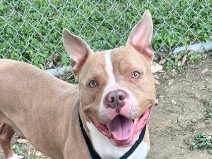 Photo of Maximo, adoptable dog in Georgetown, Texas