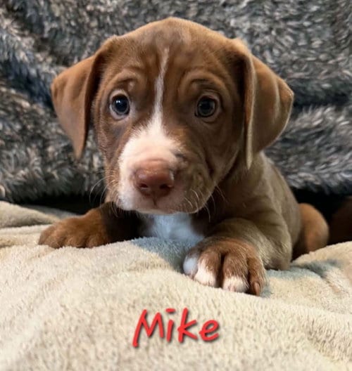 Photo of Mike, adoptable Beagle in Anchorage, Alaska