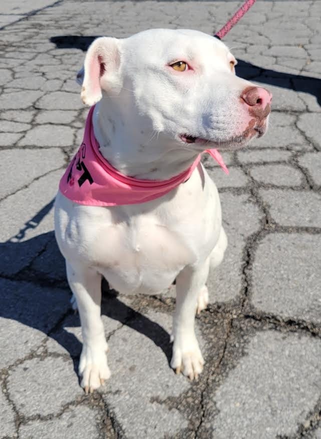 Photo of Little Bit, adoptable Staffordshire Bull Terrier in Crossville, Tennessee
