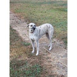 Photo of Emma Lou, adoptable Catahoula Leopard Dog in Baton Rouge, Louisiana