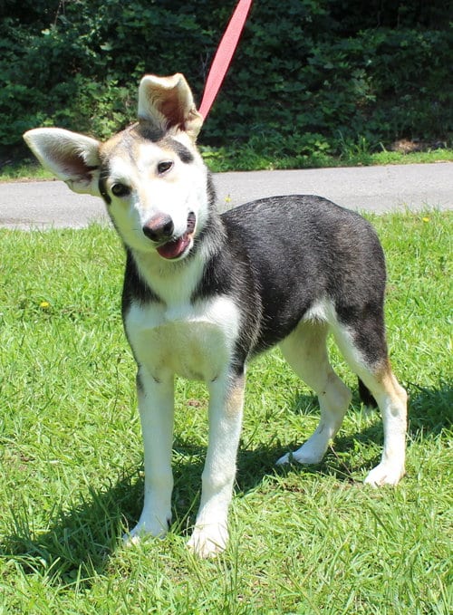 Photo of Lou 43436, adoptable Husky in Prattville, Alabama
