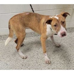 Photo of Frances, adoptable Mixed Breed (Medium) in Kansas City, Missouri