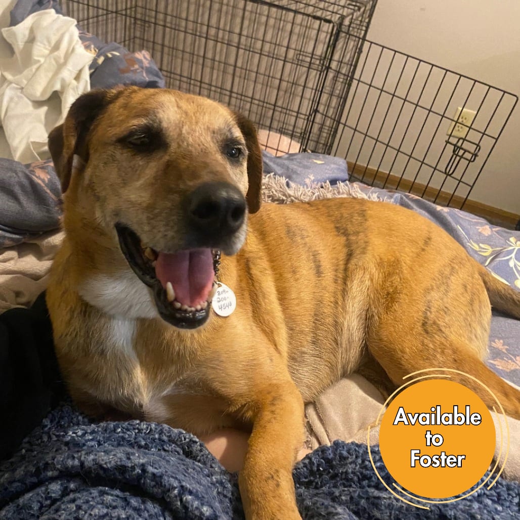 Photo of Bailey, adoptable Retriever, Labrador / Shepherd, German in Normal, Illinois