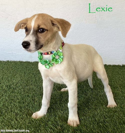 Photo of Lexie, adoptable Jack Russell Terrier in San Diego, California