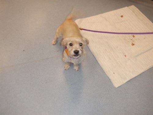 Photo of Flower, adoptable Toy Fox Terrier in San Jose, California