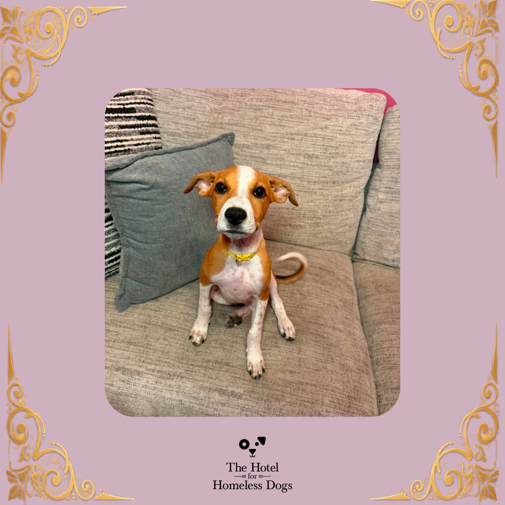 Photo of Lily, adoptable Terrier, American Staffordshire / Terrier in Cumberland, Rhode Island