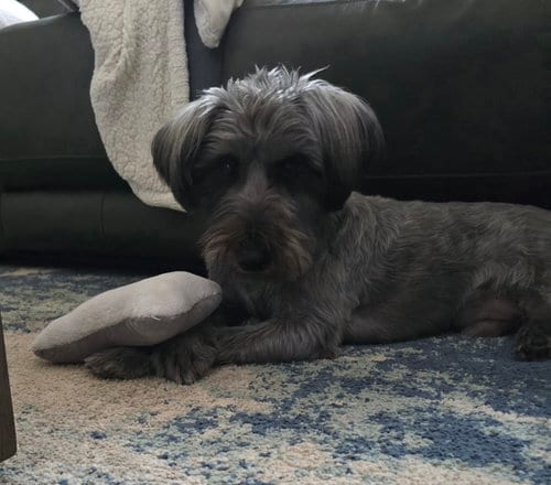 Photo of Ollie, adoptable Schnauzer in Rosenberg, Texas
