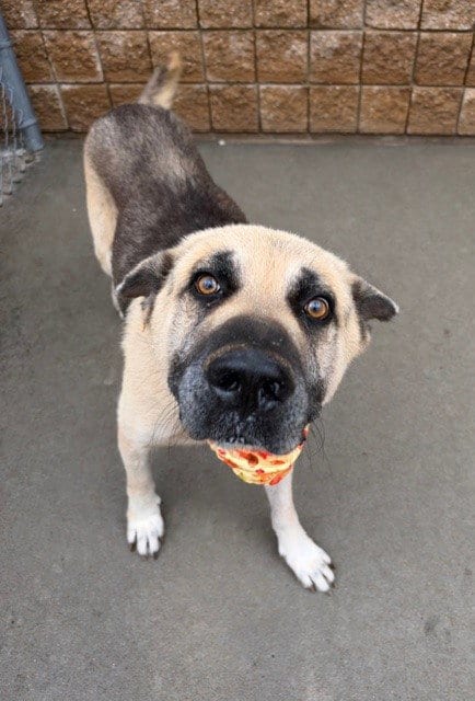 Photo of Chubacca, adoptable German Shepherd Dog in Tulsa, Oklahoma
