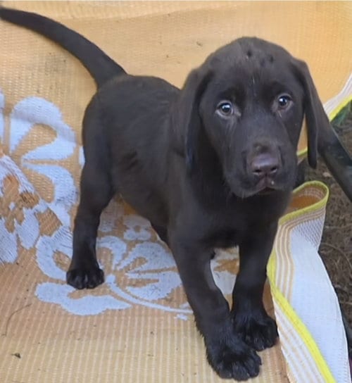 Photo of Josh Lucas, adoptable Labrador Retriever in Woodsfield, Ohio