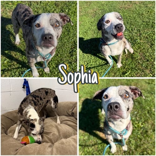 Photo of Sophia, adoptable American Staffordshire Terrier in Pierceton, Indiana