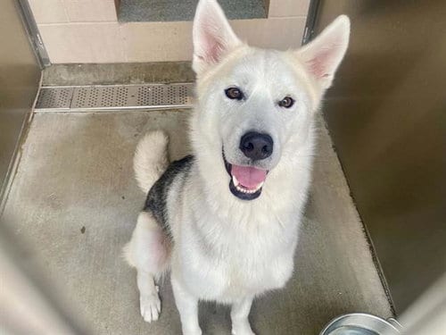 Photo of Lobo, adoptable Siberian Husky in Orange, California
