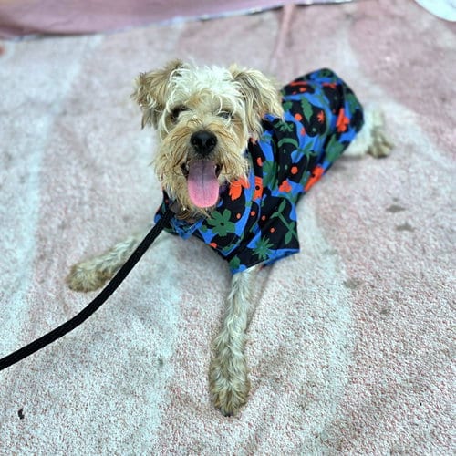 Photo of Sunny, adoptable Yorkshire Terrier Yorkie in Long Beach, California