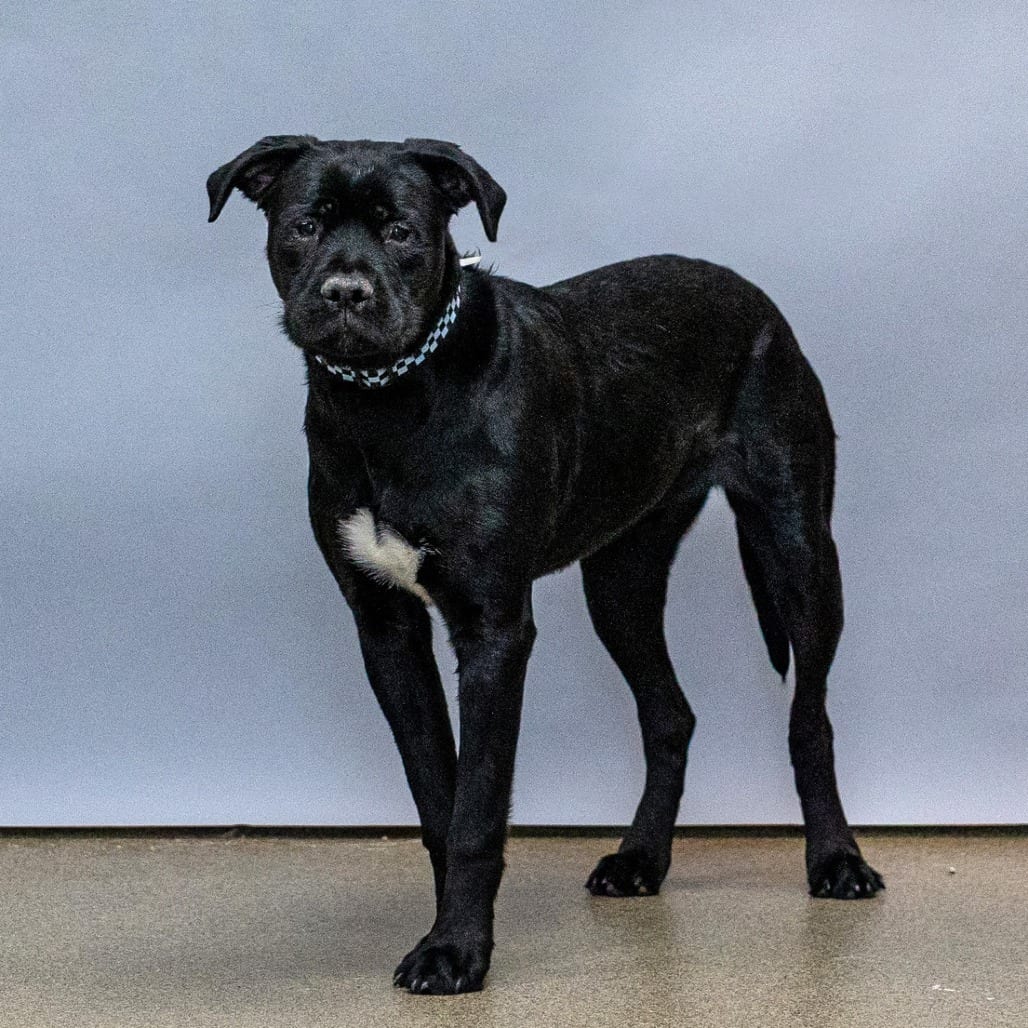 Photo of Whiskey, adoptable Retriever, Labrador / Mixed Breed (Medium) in Council Bluffs, Iowa