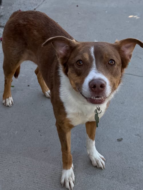 Photo of Goldie, adoptable Border Collie in Newport Beach, California