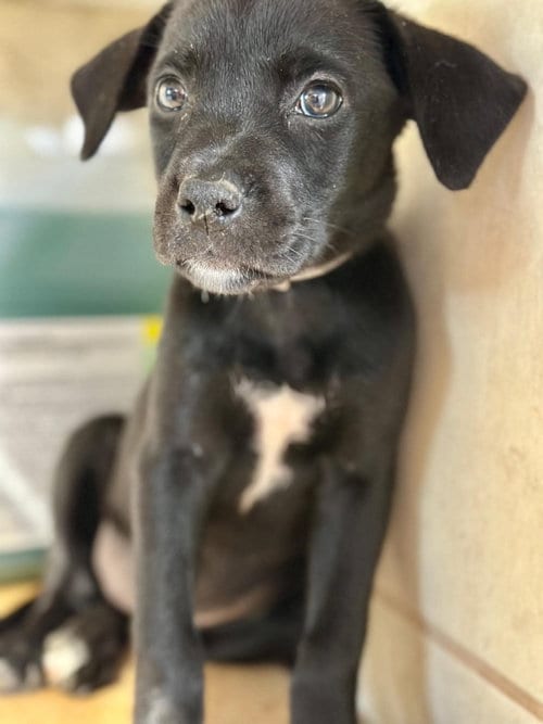 Photo of BP Lightning, adoptable Labrador Retriever in San Diego, California