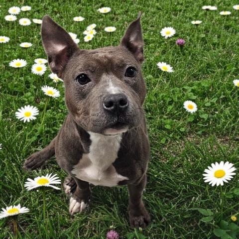 Photo of Bella, adoptable Pit Bull Terrier in Clinton Township, Michigan