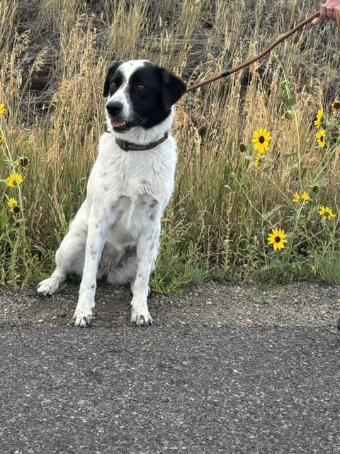 Photo of Cookie, adoptable Border Collie in MIDWAY, Utah