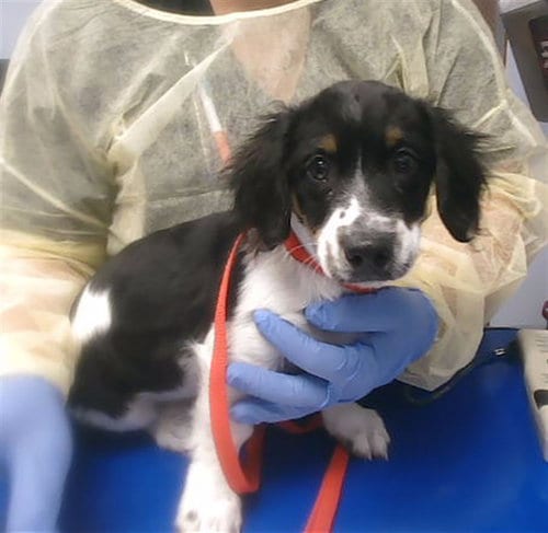Photo of Artie, adoptable Cocker Spaniel in Phoenix, Arizona