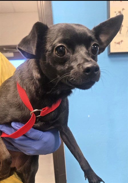Photo of Marie, adoptable Chihuahua in Bakersfield, California