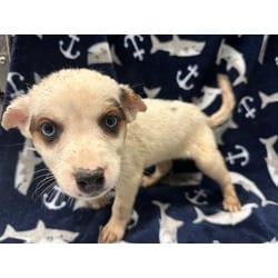 Photo of Paige, adoptable Australian Cattle Dog in Lancaster, California