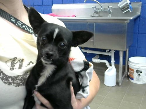 Photo of Baby Girl, adoptable Chihuahua in Albuquerque, New Mexico