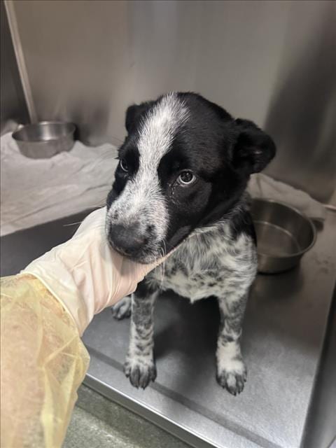 Photo of Jazzy, adoptable Australian Cattle Dog/Blue Heeler in Santa Fe, New Mexico