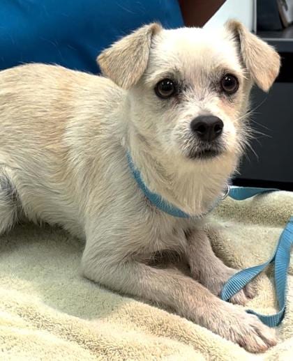Photo of Sweet T, adoptable Terrier/Mix in Bakersfield, California